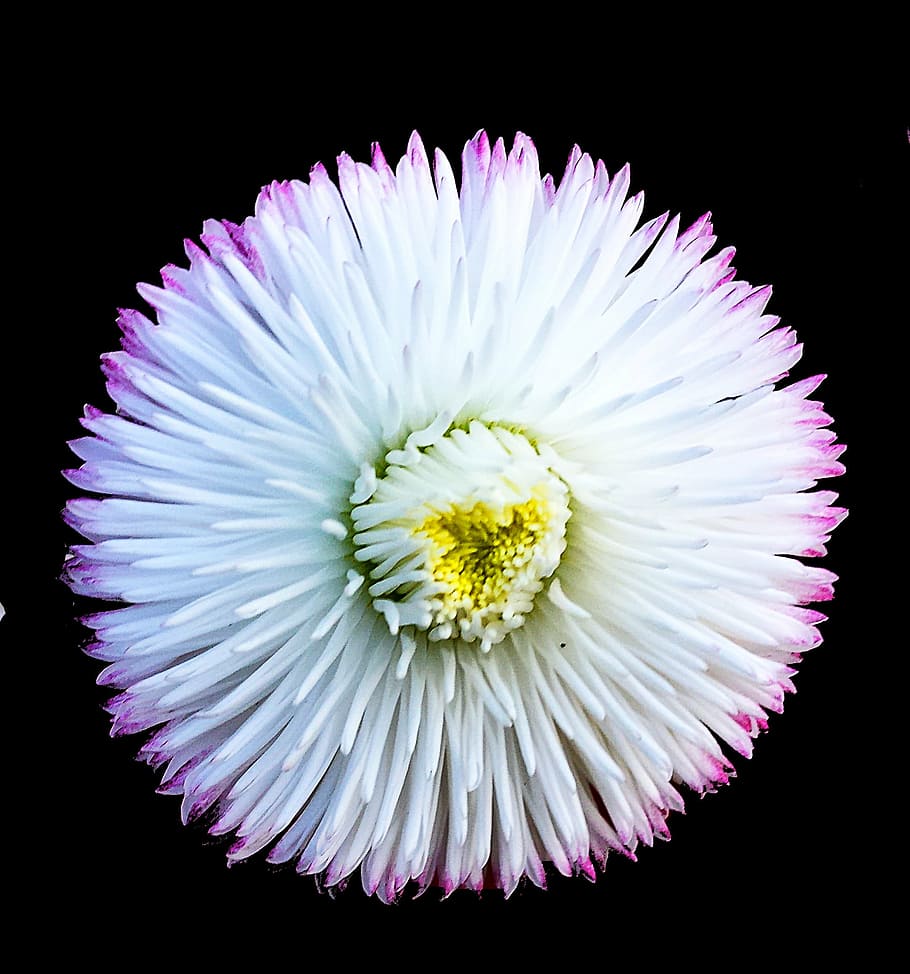 aster, white, flower, nature, close-up, petal, plant, flower Head HD wallpaper