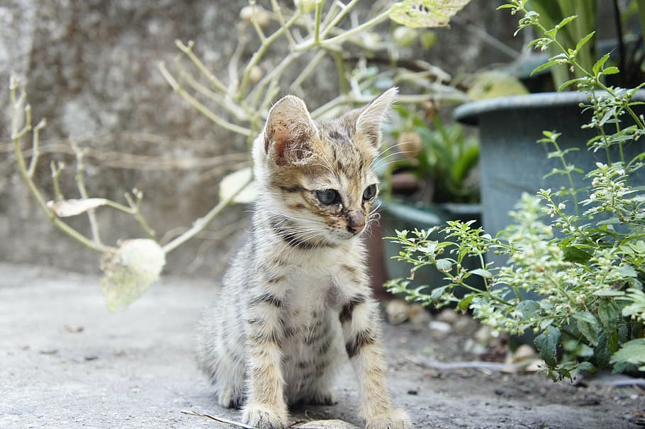 cat, small cat, mammal, one animal, animal themes, domestic HD wallpaper