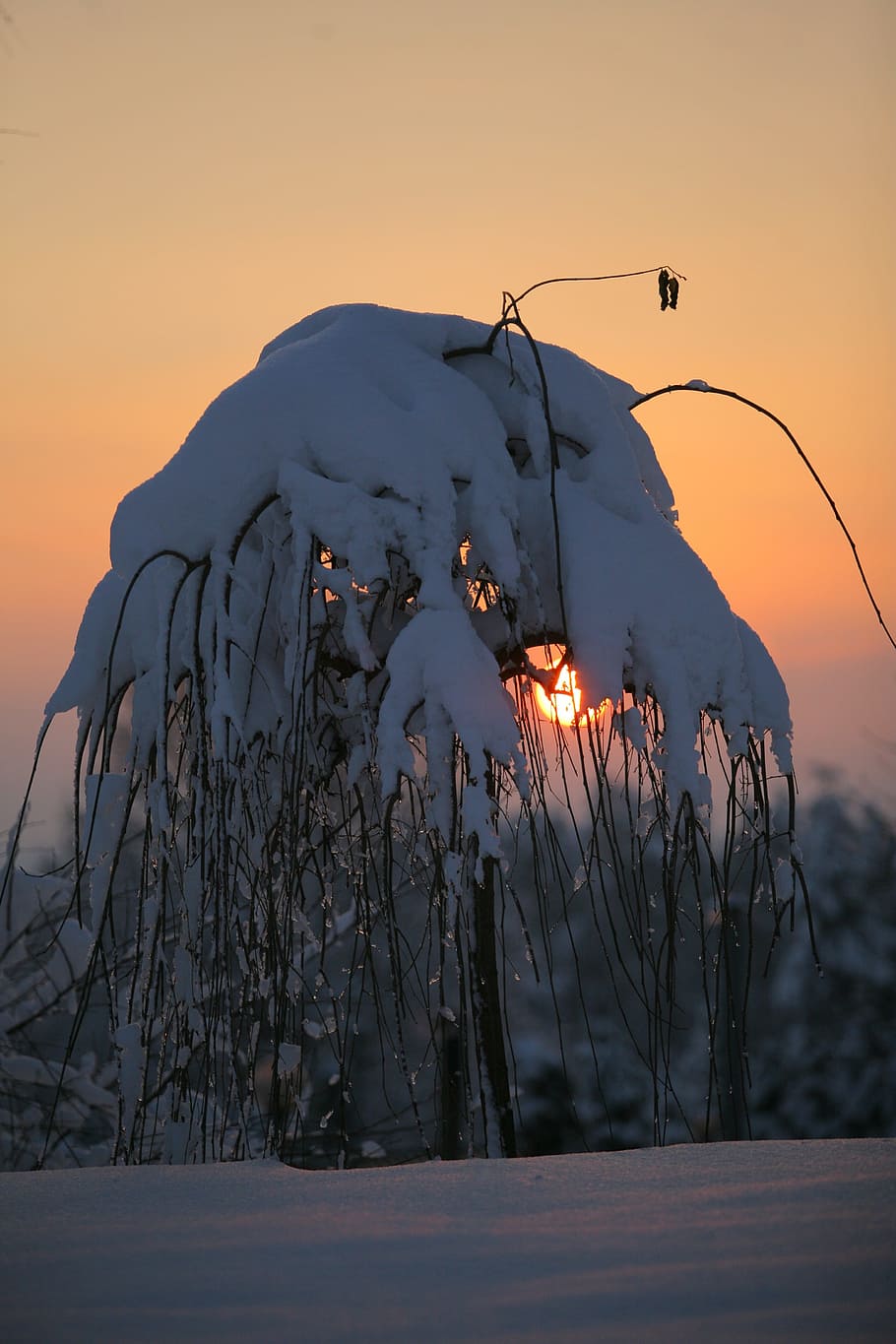 Winter, Cold, Frost, Trees, Branch, sunset, nature, snow, dusk HD wallpaper