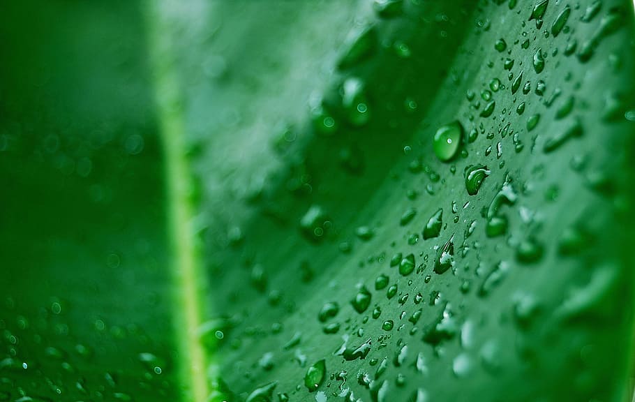 dew, leaf, palma, green leaf, droplets, drops, rain, nature HD wallpaper