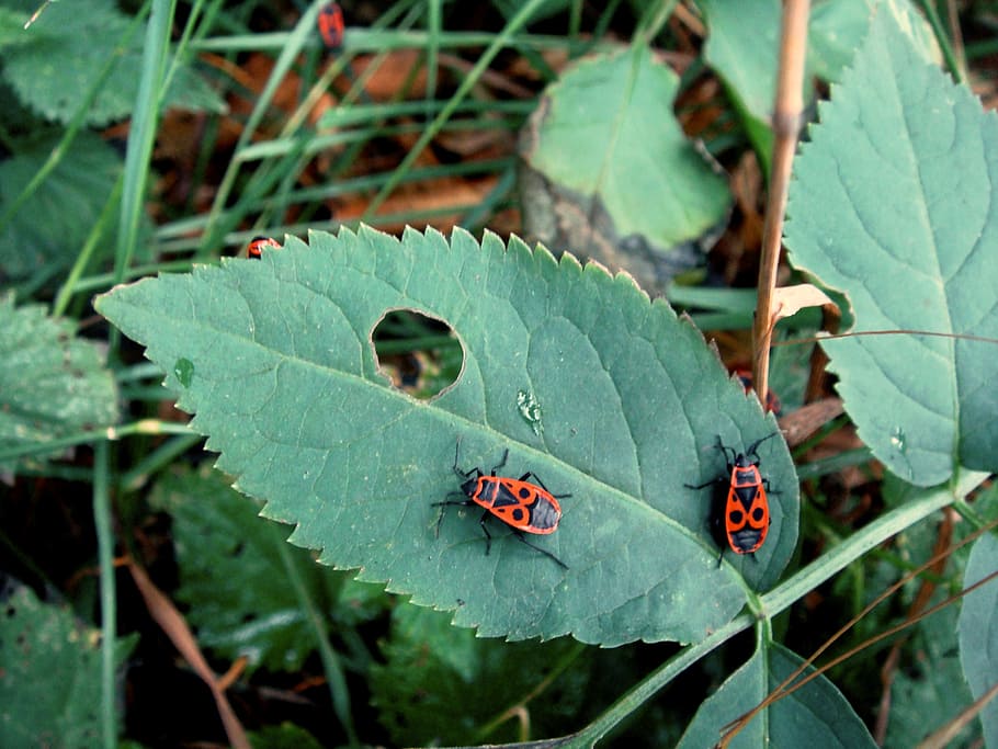 sheet, insects, red, black, nature, animal world, forest, food HD wallpaper