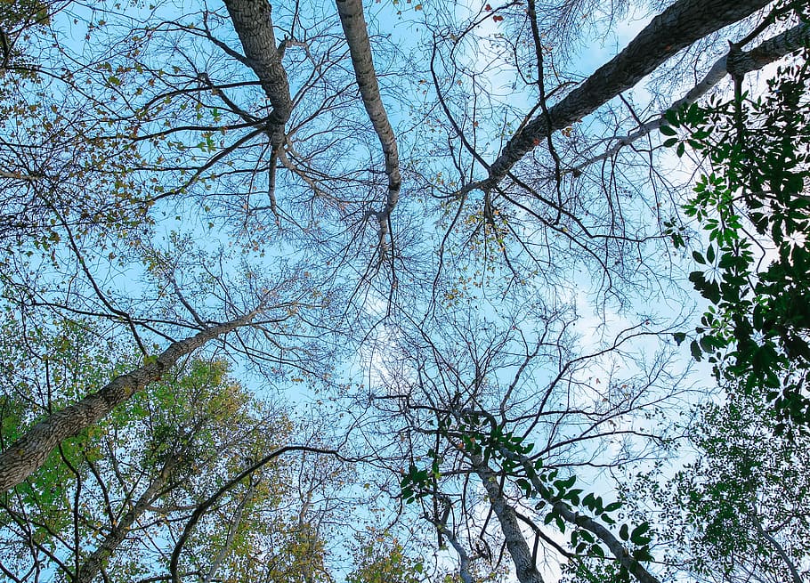 Tree, Autumn, sky, low angle view, branch, nature, bare tree HD wallpaper
