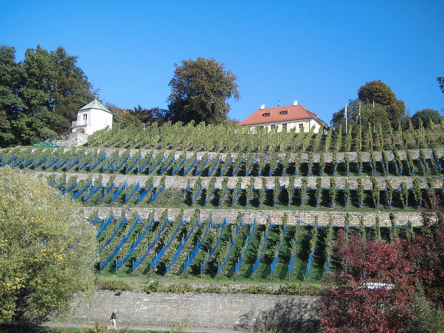 Dresden, Wine, Grapevine, autumn, winegrowing, house, agriculture HD wallpaper