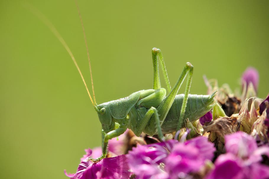 flower, grasshopper, nature, close, insect, animal themes, green color HD wallpaper