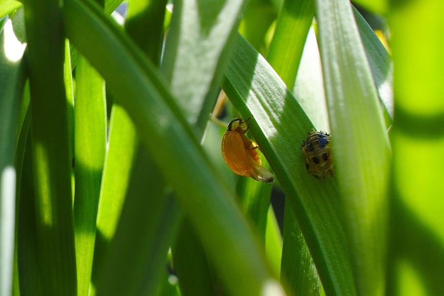 Hatched, Ladybug, Wildlife, Animal, summer, animals in the wild HD wallpaper