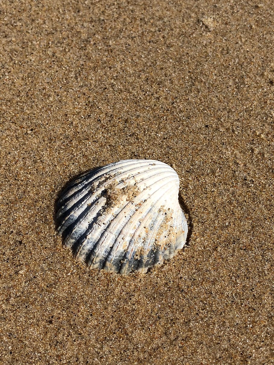 seashell, sand, beach, land, animal wildlife, no people, nature HD wallpaper