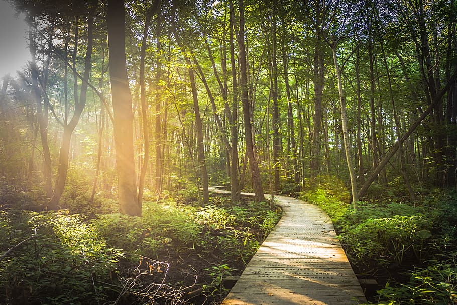 pathway between green leafed trees, in between, boardwalk, forest HD wallpaper