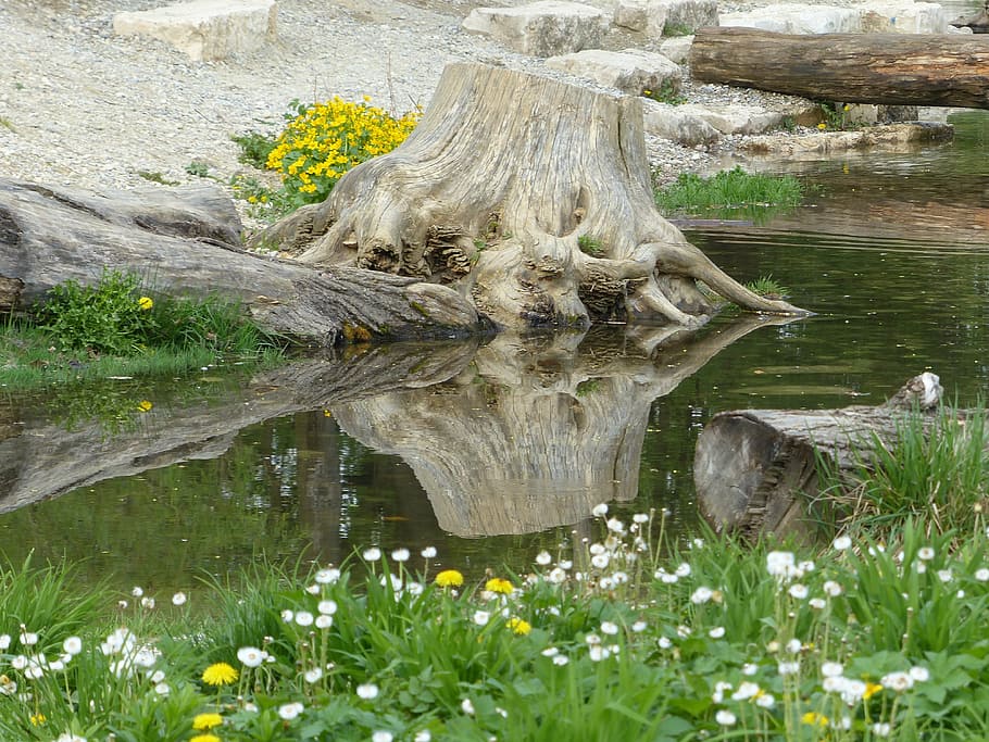 root, tree, water, mirroring, nature, wood, tree root, bank HD wallpaper