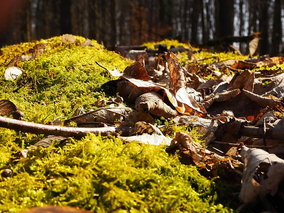 Moss, Leaves, Nature, Forest, Green, Log, broken branches, moss covered HD wallpaper
