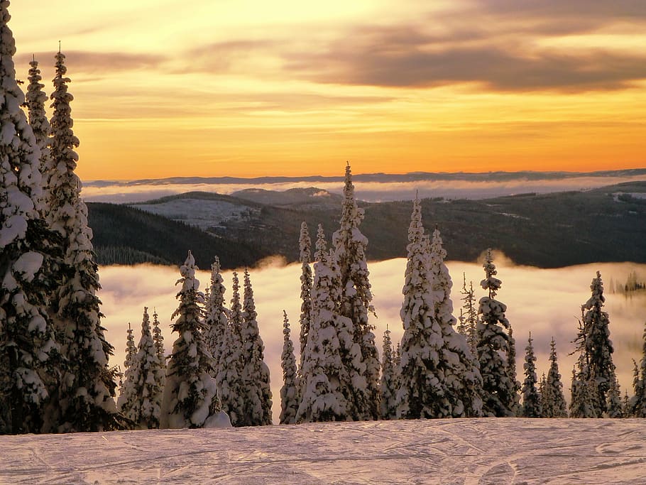 trees with snow near mountains, sunset, clouds, mountain top HD wallpaper
