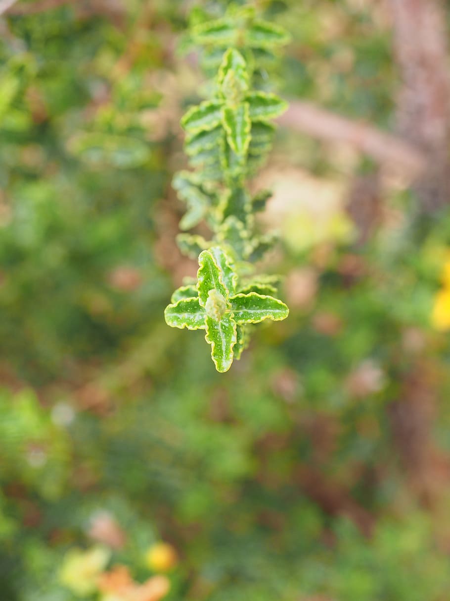 st john's wort, engine, individually, oblong, ranke, leaves HD wallpaper