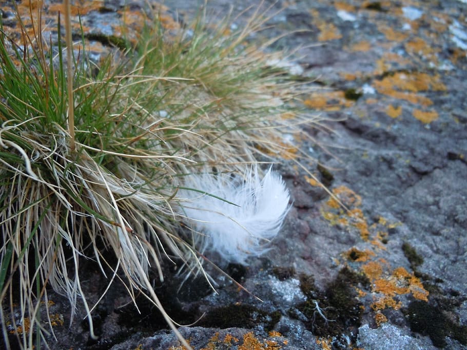 Grass, Feather, Rock, Nature, Green, outdoor, summer, moss HD wallpaper
