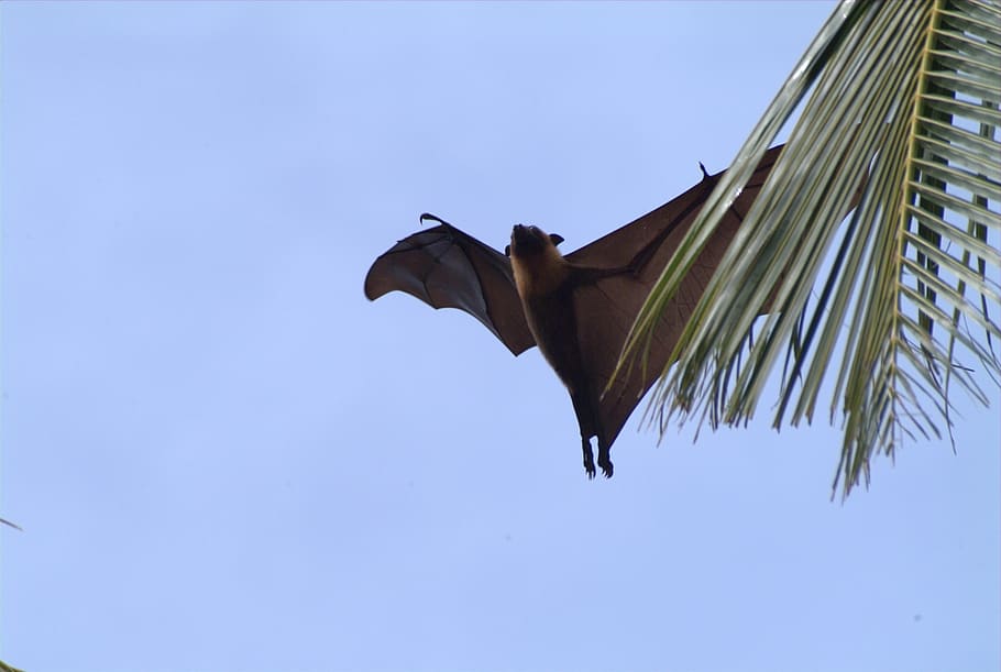 flying fox, maldives, bird, nature, animal, sky, low angle view HD wallpaper