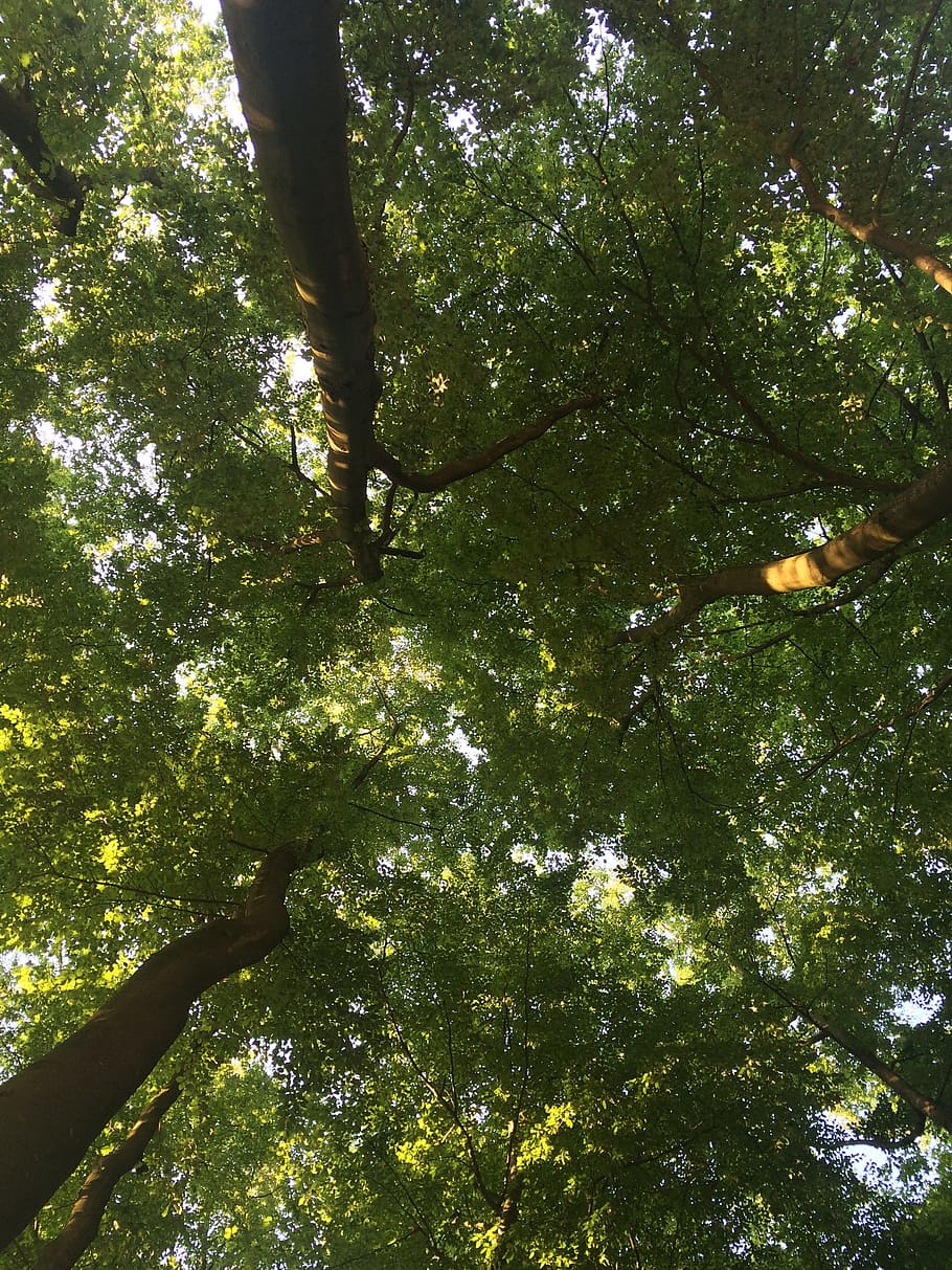 haltern am see, trees, color, germany, green, environment, forest HD wallpaper