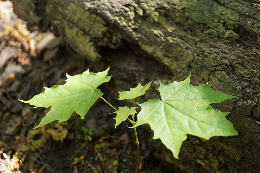 plant, light, nature, leaf, plant part, day, no people, close-up HD wallpaper