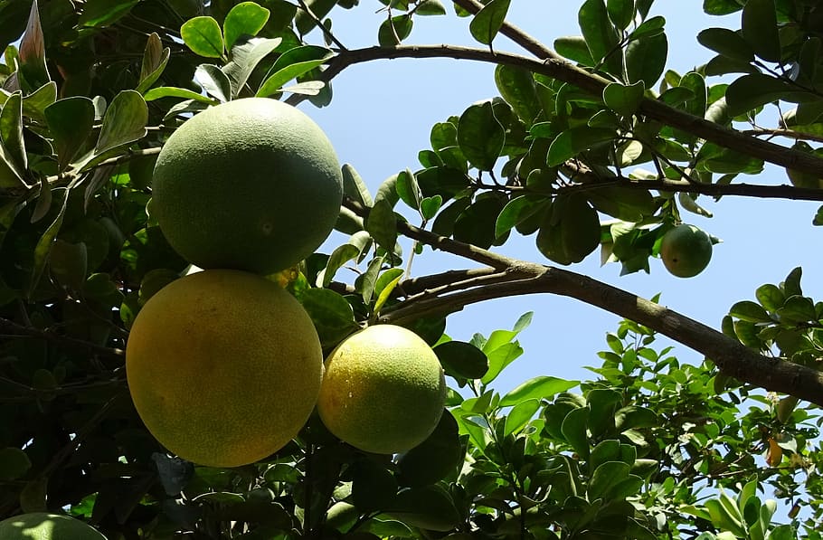 fruit, grapefruit, ripe, yellow, green, citrus paradisi, subtropical, HD wallpaper