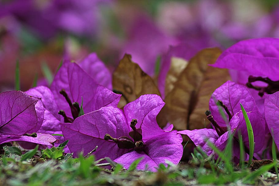 closeup photograph of purple Bougainvillea flower at daytime, HD wallpaper