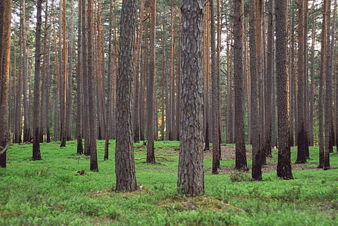 In the forest, landscape, nature, tree, woodland, outdoors, green Color HD wallpaper
