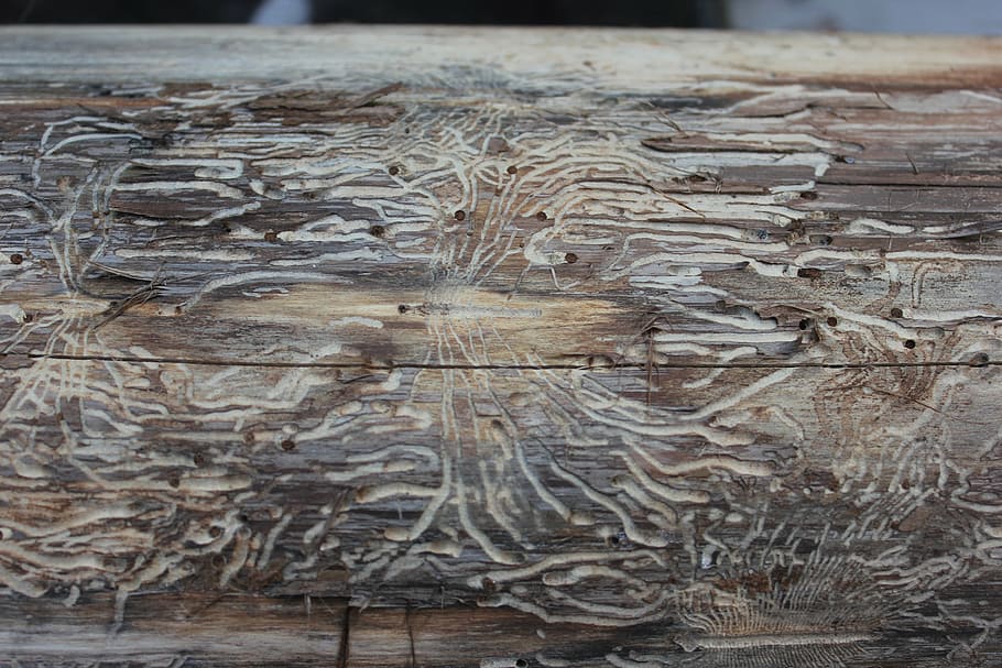 wood pattern, worms, texture, insect, wood - Material, backgrounds HD wallpaper