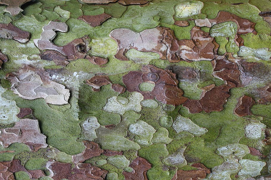 tree, tree bark, log, tribe, wood, structure, military pattern HD wallpaper