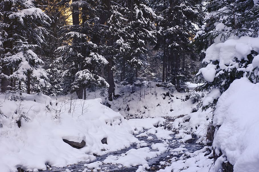 cold, snow, nature, forest, conifer, conifers, day, daylight HD wallpaper