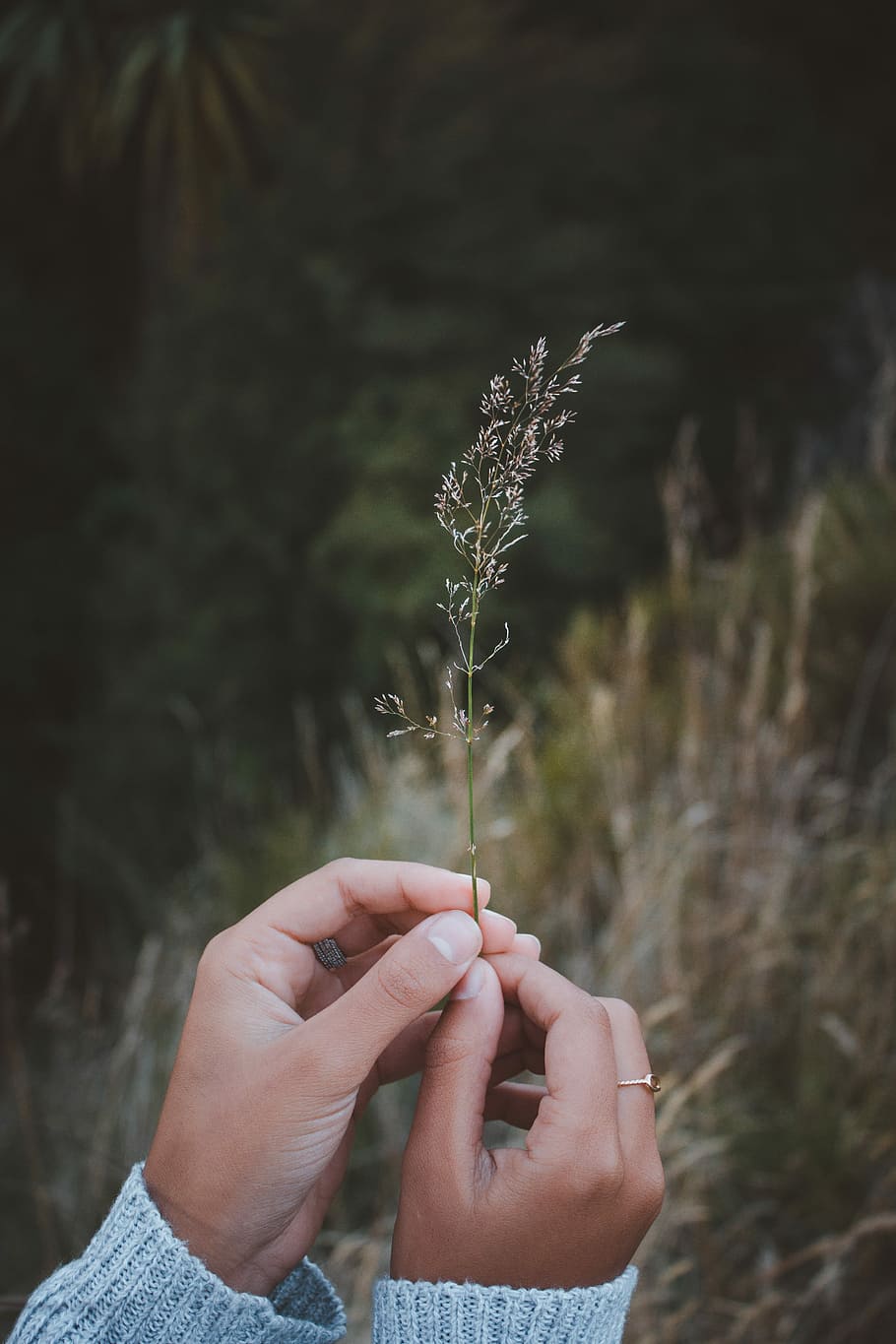 person holding white flower in tilt shift photography, person holding white plant HD wallpaper