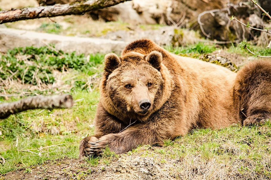 Brown Bear, Predator, Zoo, tiergarten, fur, mammal, master petz HD wallpaper