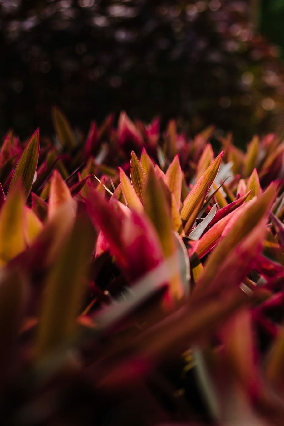 closeup photography of pink-and-brown leafed plants, purple leafed plants HD wallpaper