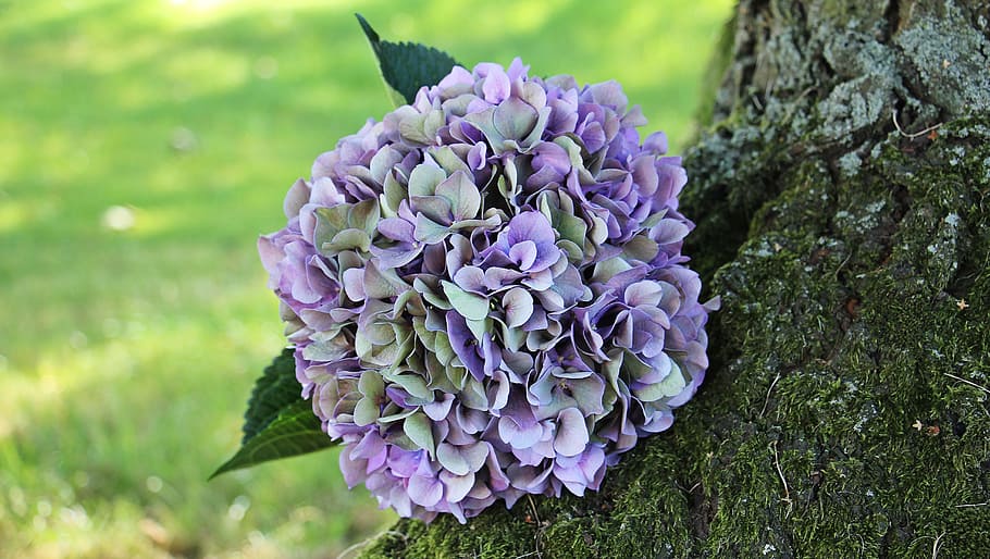 purple and green flowers on tree trunk, hydrangea, blossom HD wallpaper