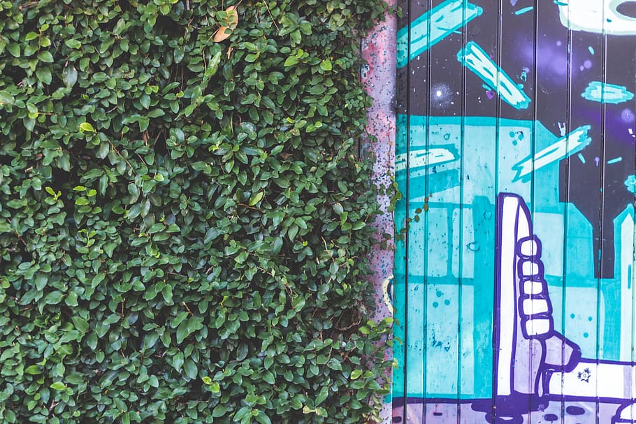 concrete wall with plants, blue graffiti near grass groudn, Street HD wallpaper