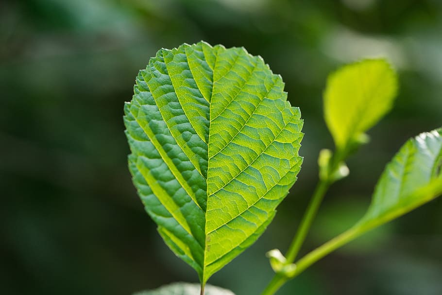 Leaf, Light, Structure, Macro, leaf structure, green, green color HD wallpaper