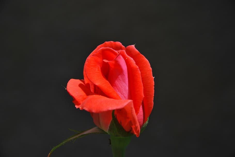rose, flower, pink, flowering plant, petal, vulnerability, fragility HD wallpaper
