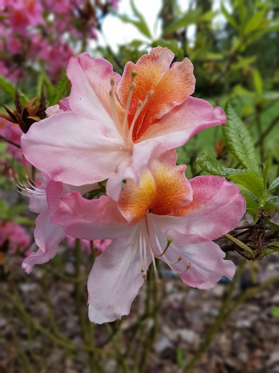 flowers, azalea, spring, pink, azaleas, flowering plant, fragility HD wallpaper