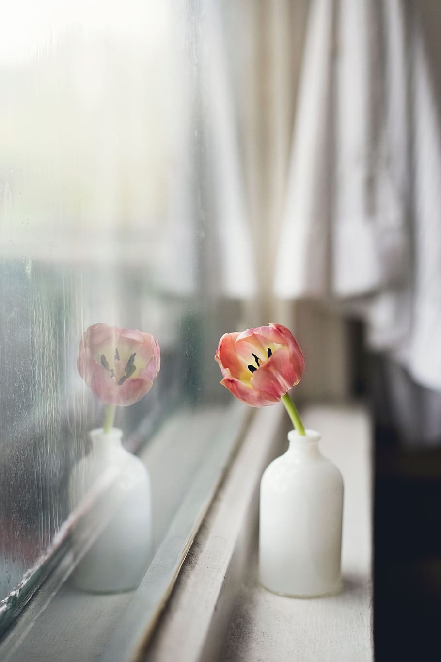 pink flower on window, vase, interior, display, glass, indoors HD wallpaper