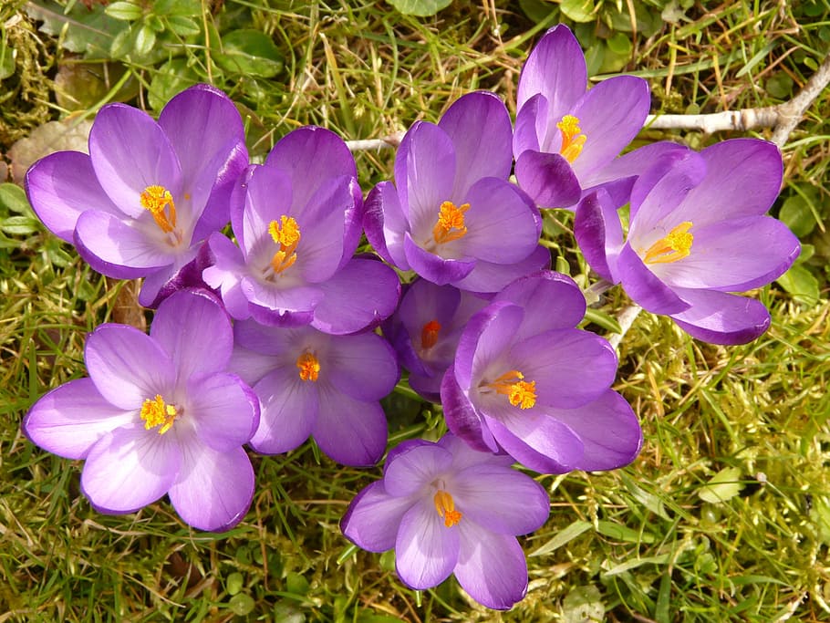 Crocus, Plant, Garden, Close, Macro, flowers, spring, meadow HD wallpaper