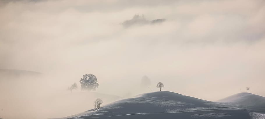 tree on top of mountain coated with fog, landscape photography of mountain HD wallpaper