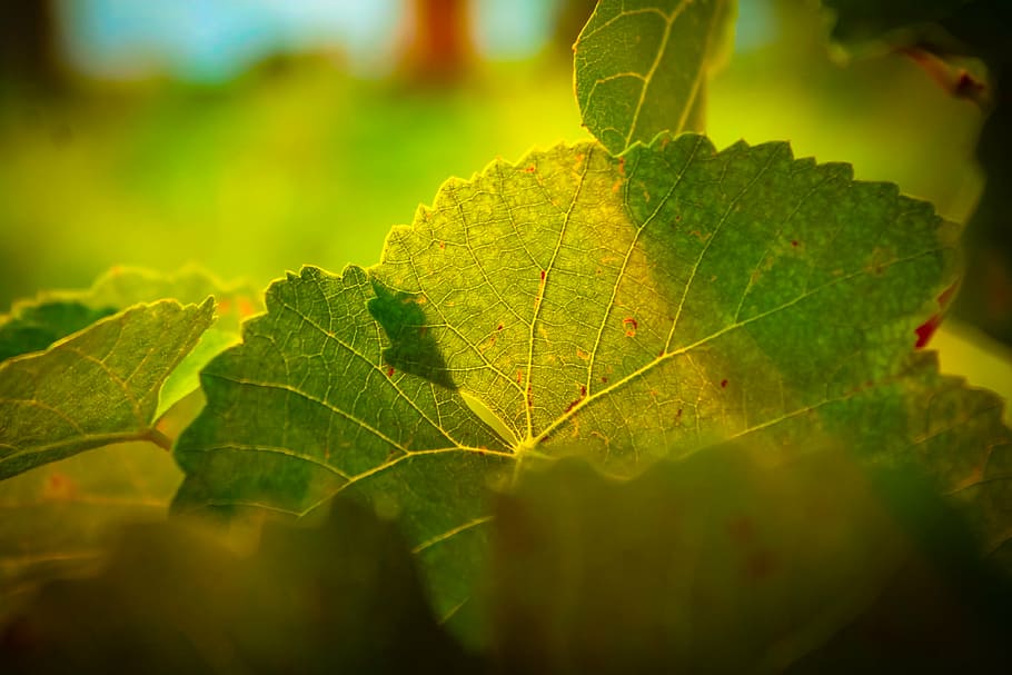 vine, leaf, green, light, plant, growth, nature, plant part HD wallpaper
