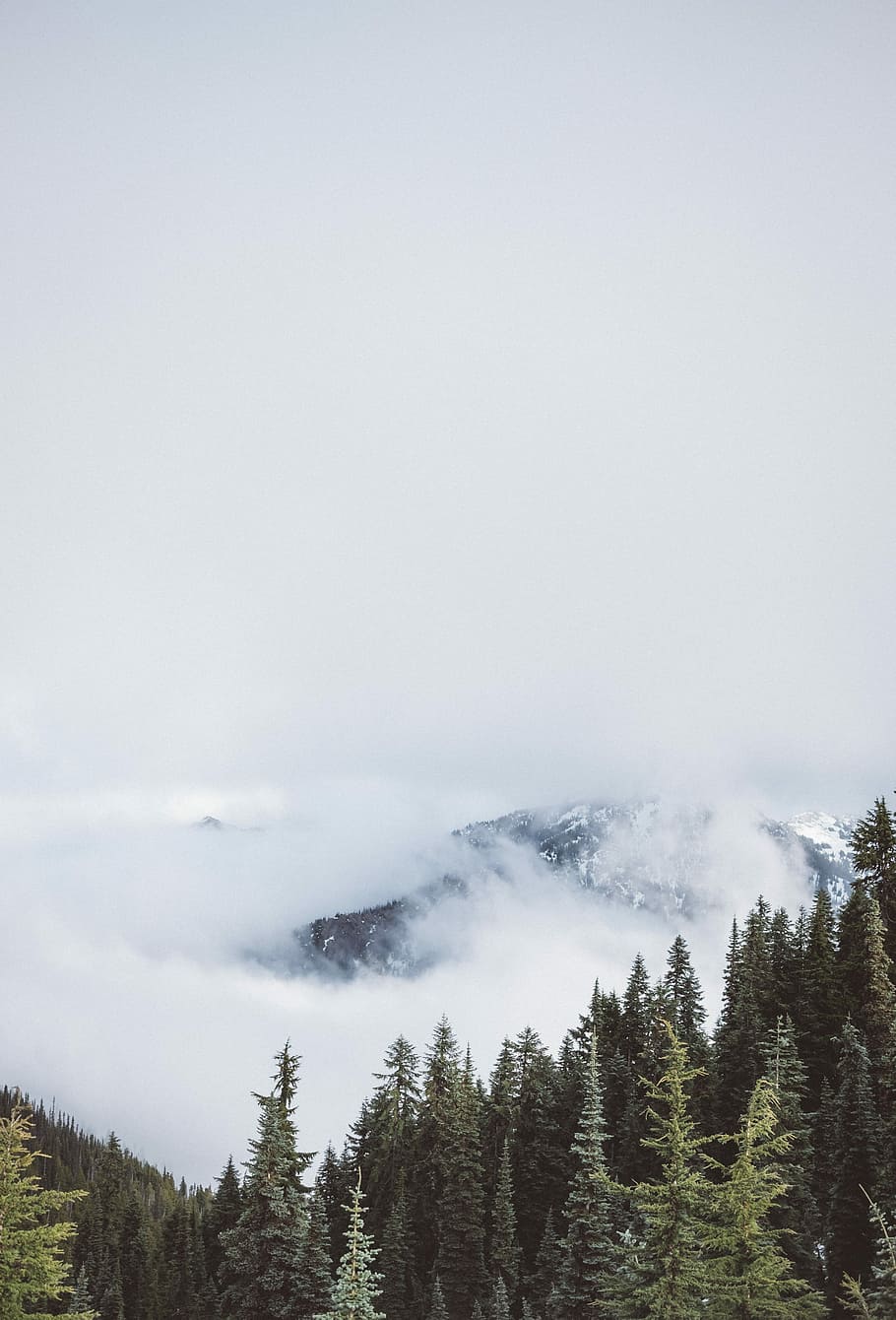 aerial photography of trees overlooking mountain covered in fog at daytime, landscape photography of snow covered mountains HD wallpaper