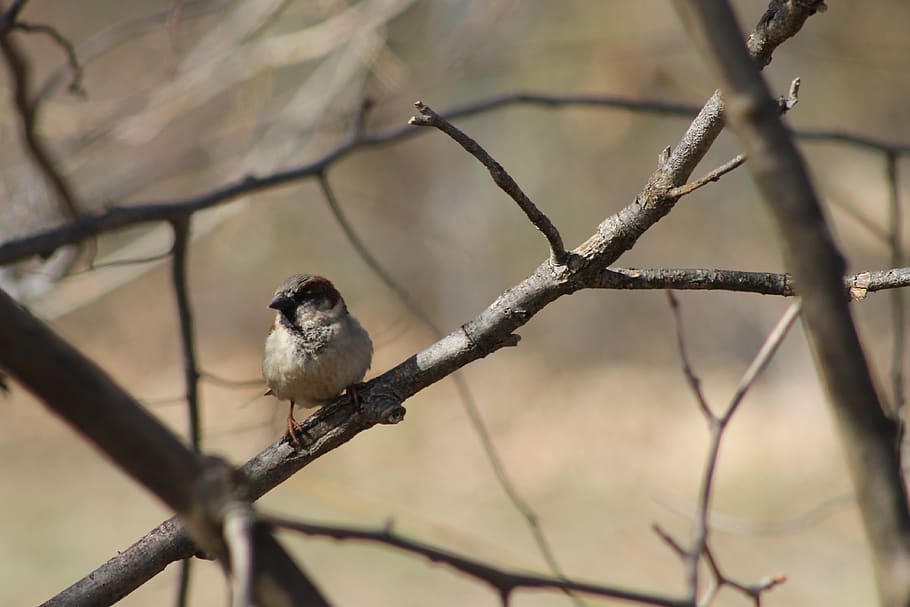 nature, branches, bird, vertebrate, animal themes, perching HD wallpaper