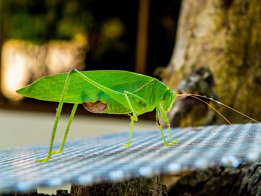 Grasshopper, Insect, Close, green, one animal, animal wildlife HD wallpaper