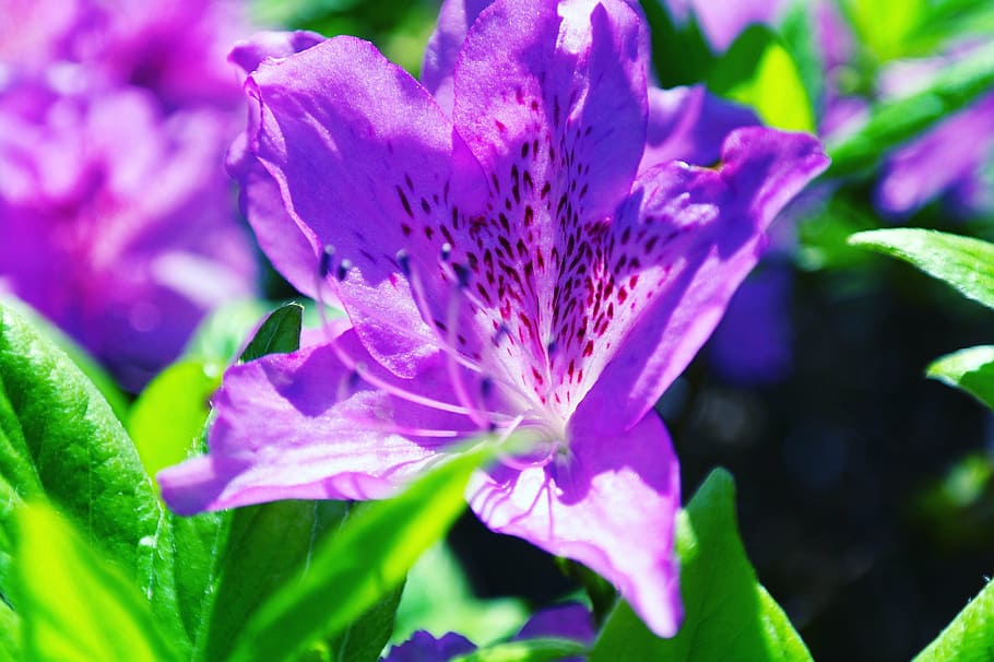 azalea, flowers, spring, plants, nature, hwasaham, beautiful HD wallpaper