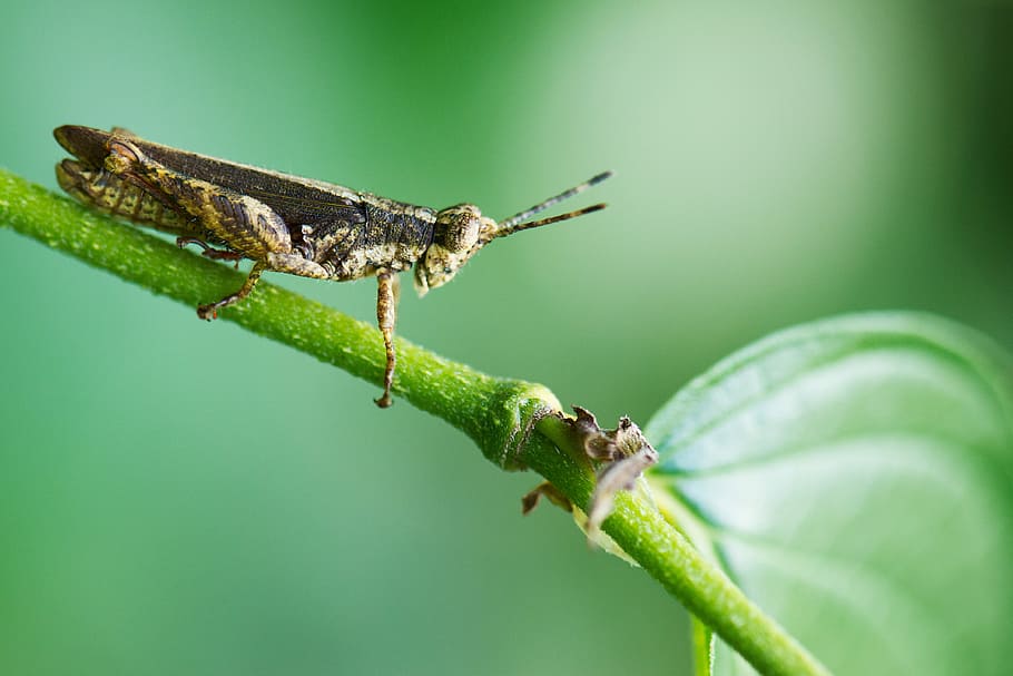 macro photography of grass hopper, macro shot of brown insect HD wallpaper