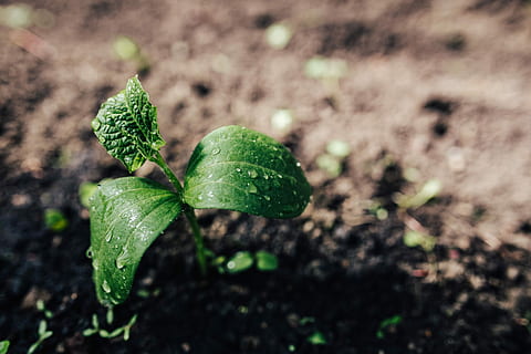 Early spring garden, plants, hoe, gardening, watering can, seedling HD wallpaper