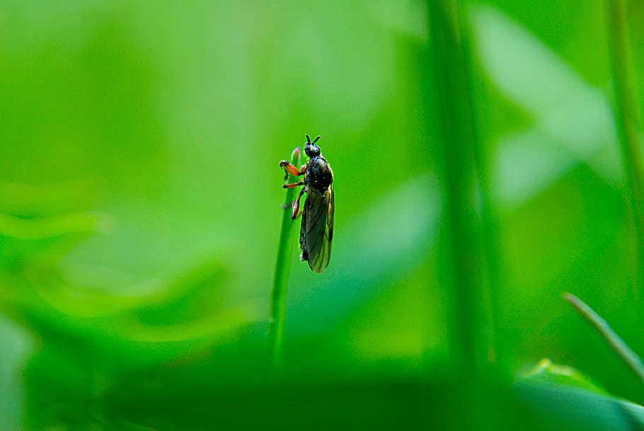 insect, macro, nature, flying, invertebrate, animal wildlife HD wallpaper