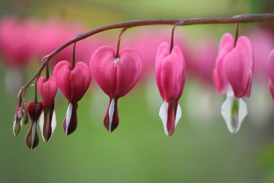 closeup photography of pink bleeding heart flower, flowers, ornamental plant