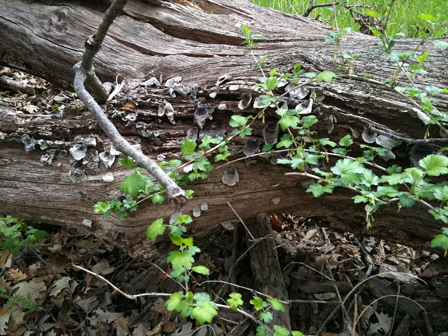 trunk, old, tree, landscape, nature, plants, bark, leaf, plant part HD wallpaper