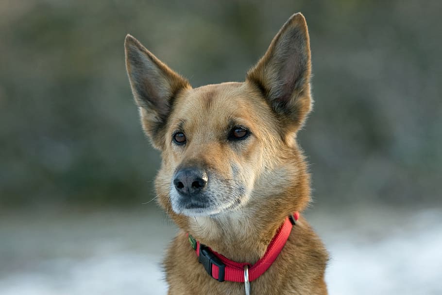 short-coated tan dog with red collar on selective focus photo