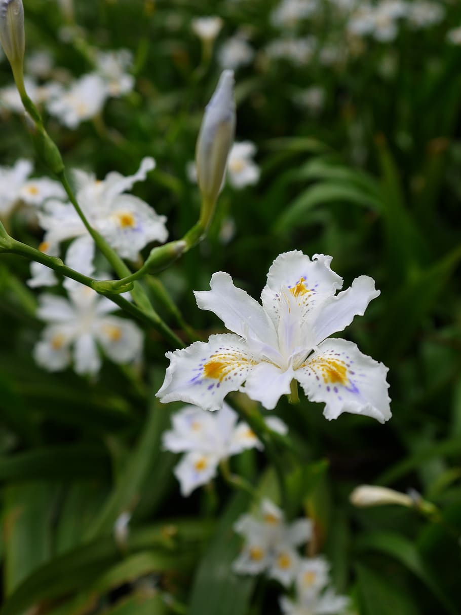 trees, green, plant, flowering plant, growth, freshness, fragility HD wallpaper