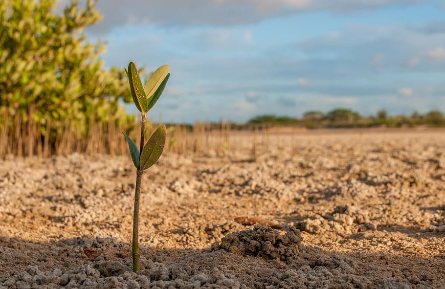 green leafed sapling, mangrove, tree, young, fresh, botany HD wallpaper