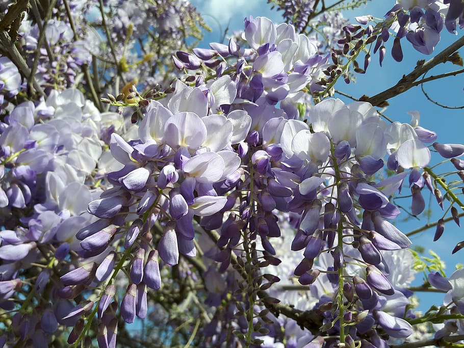 flower, azalea, lilac, white, plant, flowering plant, beauty in nature, HD wallpaper